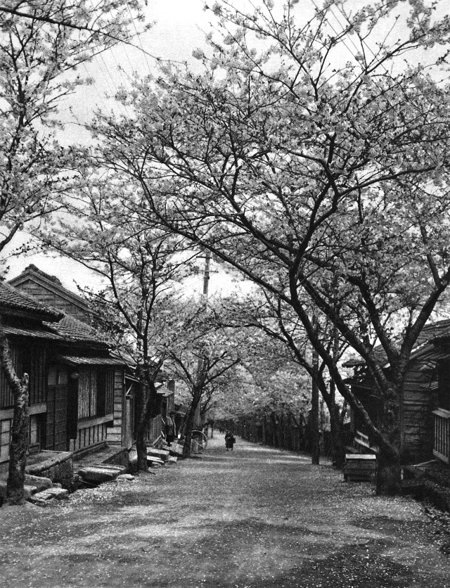 past.pictures - Japan - Tokyo, Japan - Hanami street in Tokyo around 100...