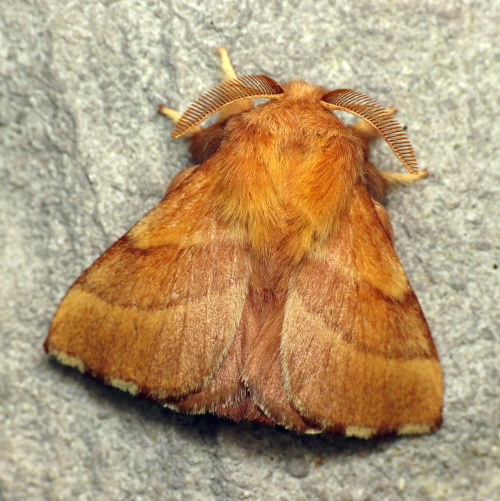 coolbugs:Bug of the DayA very fluffy-looking Forest Tent...