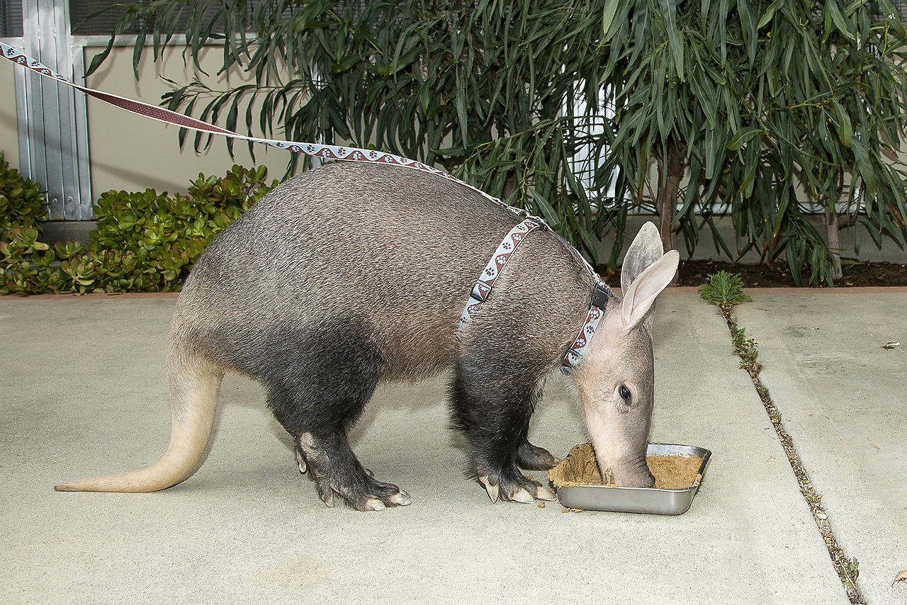 Aardvark is the first word in the dictionary, but...