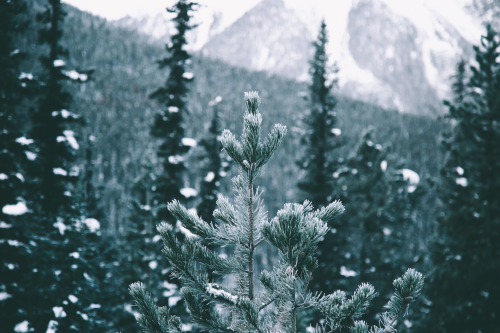 hannahkemp:Winter is coming.Prints//Instagram