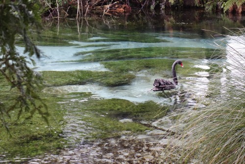 emmy-and-nz:hamurana springs