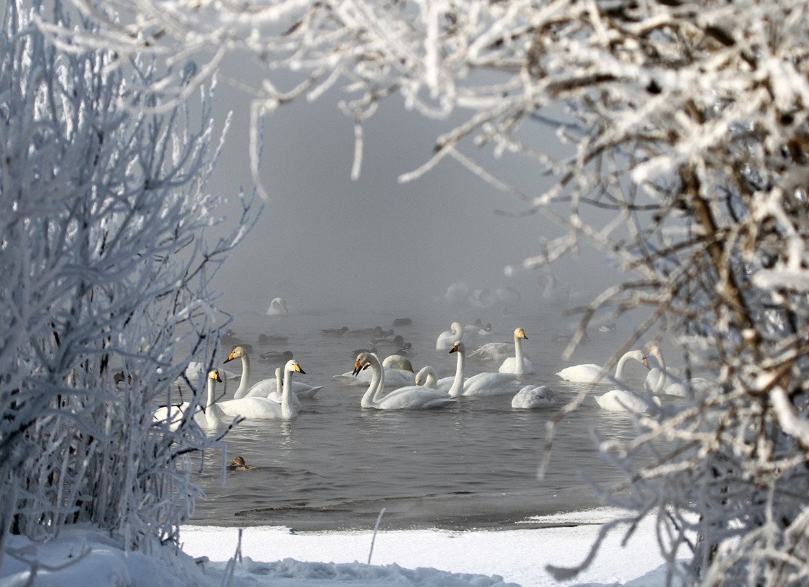 Winter Swan Lake