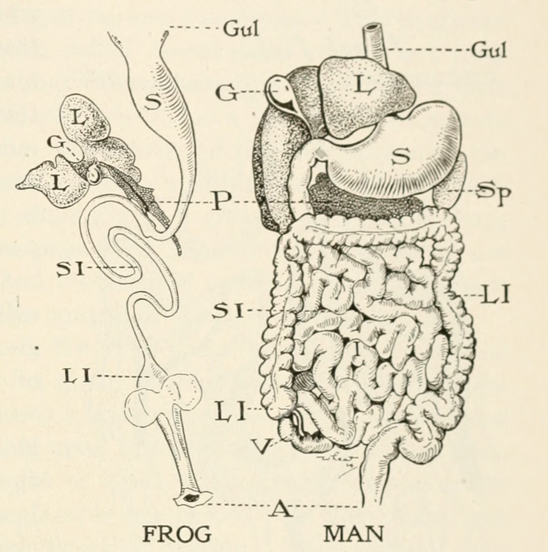 frog digestive system