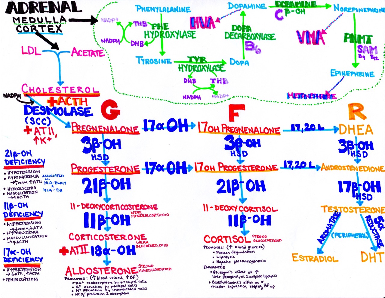 hormones made by adrenal gland