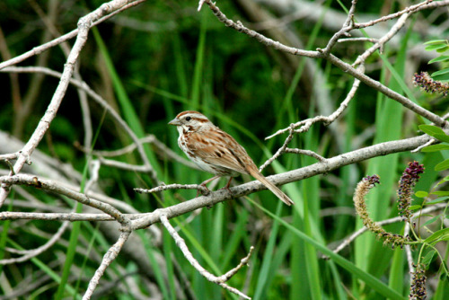 river sparrow river sparrow