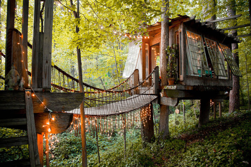 Tree House Love