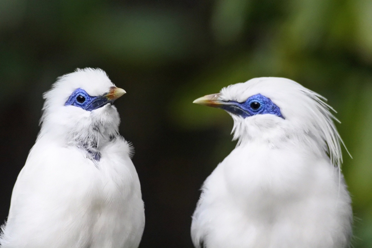 A Bit Of Travel  The Edward Youde Aviary in Hong  Kong  