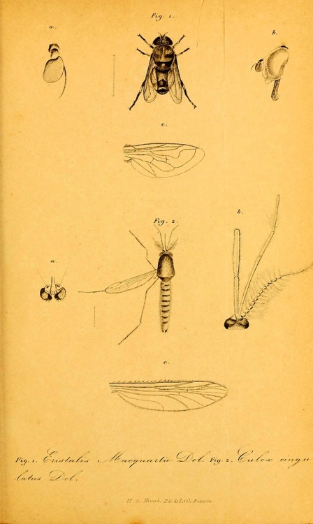 Diptera of the Dutch East Indies and related subjectsBy...