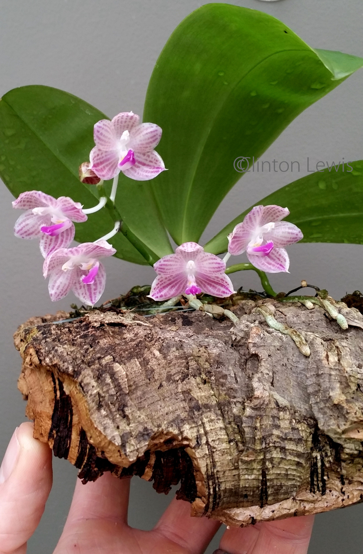 Phalaenopsis Javanica