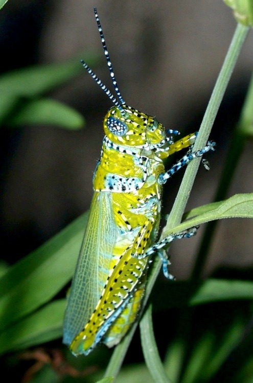 andrusmagnus:Grasshoppers