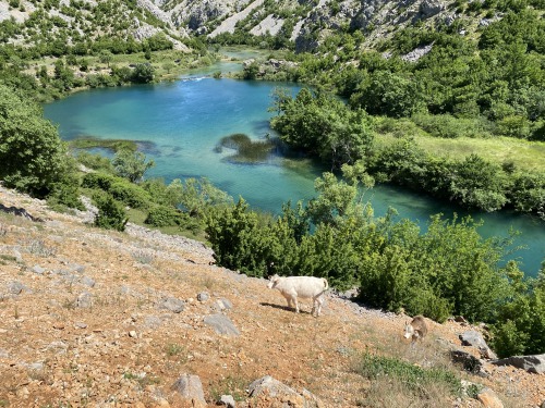 zeljkorukavina