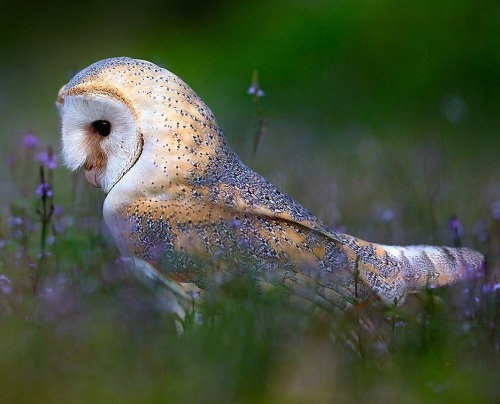 beautiful-wildlife:Barn Owl by © Stefano Ronchi