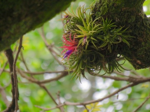 Tillandsias in Cuernavaca, Mexico this morning, 2017.5.27