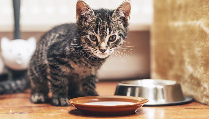 Four Legged Guru — The Right Way To Clean Your Cat’s Food And Water...