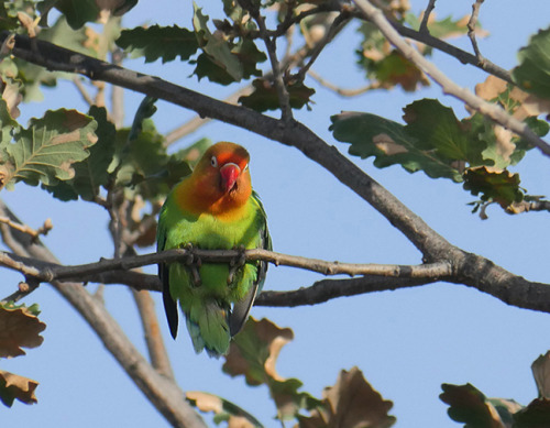 Birding Sicily 2014, Some of our favorite birds from our Sicilian tour