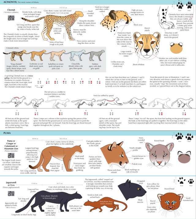 A Guide To Deduction, somuchscience: Guide to Felinae by Joumana...