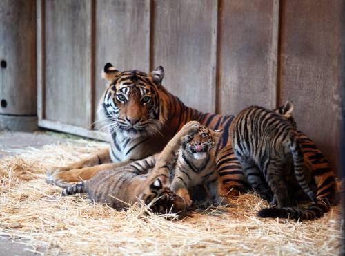 Clean-up Time for Tiger TripletsIt was recently bath-time for...