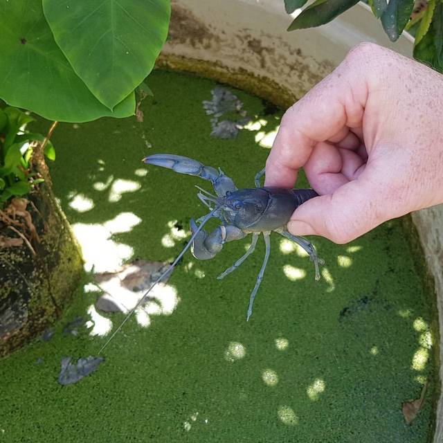 Backyard aquaponics reddit 