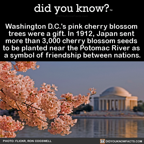 washington-dcs-pink-cherry-blossom-trees-were-a