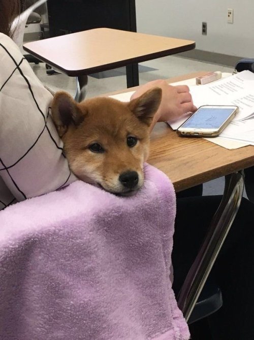 babyanimalgifs:When you take your dog to school