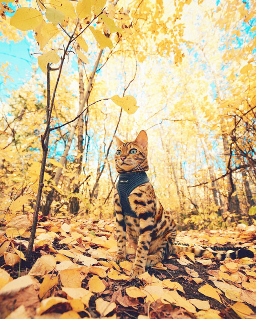 inkxlenses:Suki’s Adventures | by Marti Gutfreund