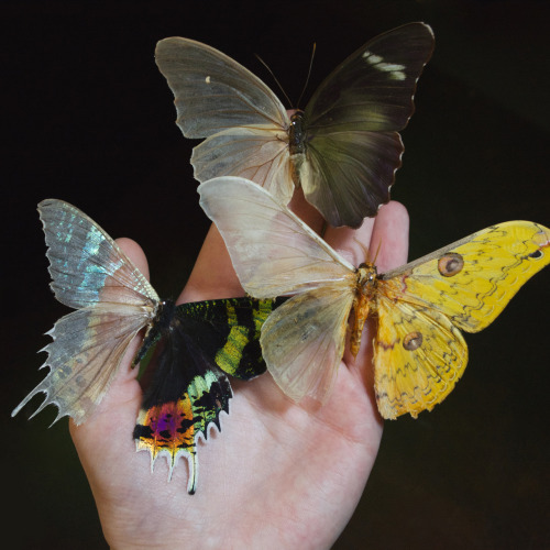 mothman-is-a-drug-dealer