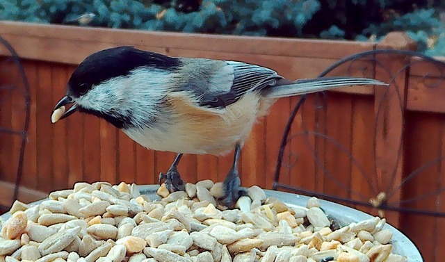 Birds Of Northern Colorado — Black Capped Chickadee in ...