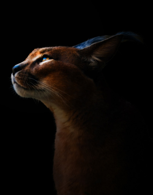 for-redheads:Ginger Animal of the WeekCaracal / Desert Lynx...