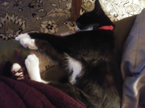 catsuggest:nyx suggest: sleepe where humane wants to sitt...