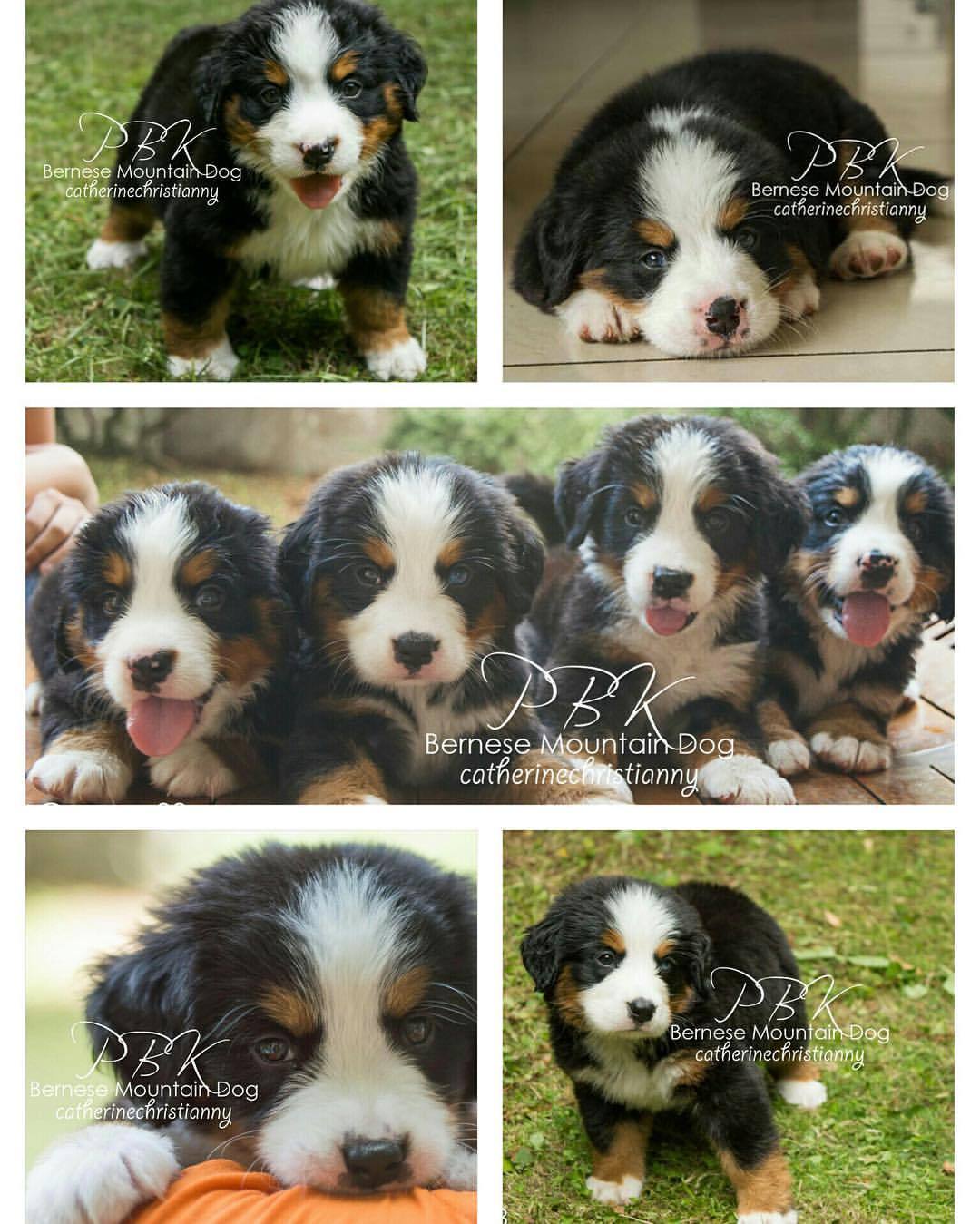 Anjingdijual Jual 4 Ekor Anjing Bernese Mountain Dog Bmd