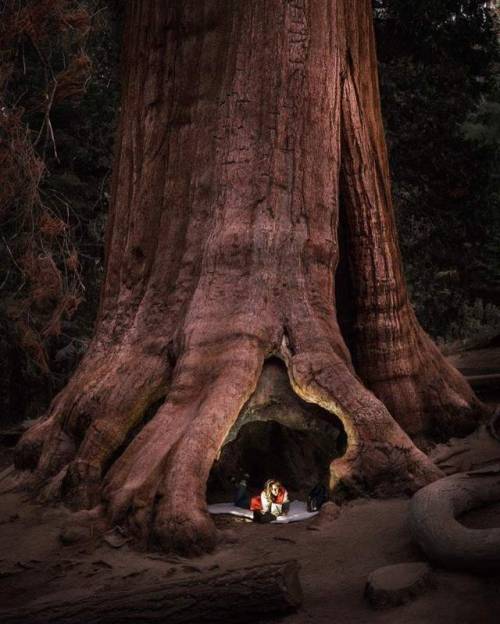 angel-kiyoss:Sequoia National Forest.