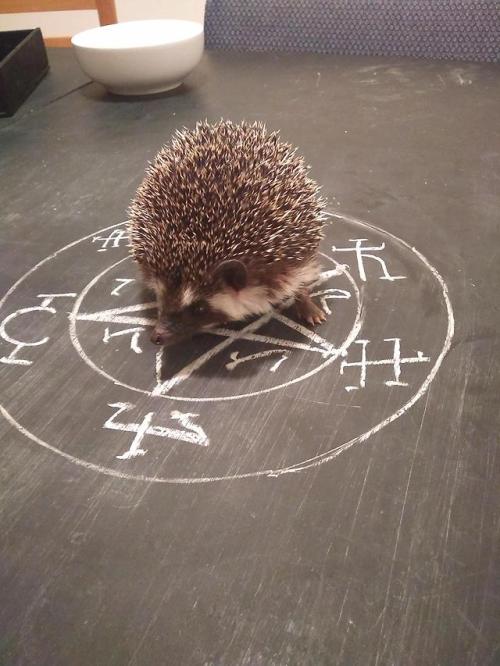 aww-cute-animals:Meet sheeta! I happened to summon the cutest...