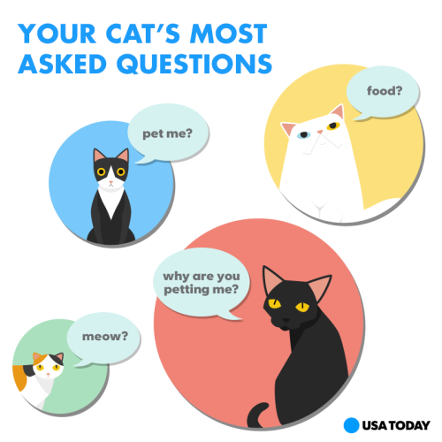 USA TODAY — A helpful guide to have on Answer Your Cat’s...