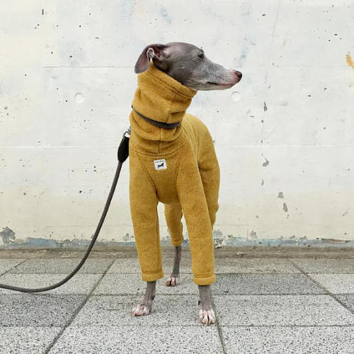 littlealienproducts:Handmade Italian Greyhound Clothing...