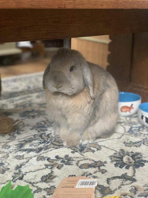rabbitsoverload
