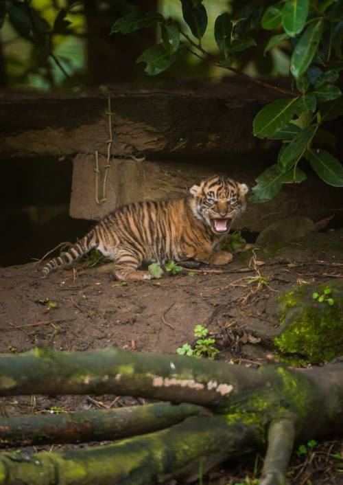 Rare Tiger Cubs Venture Out of DenA trio of tiny Sumatran...