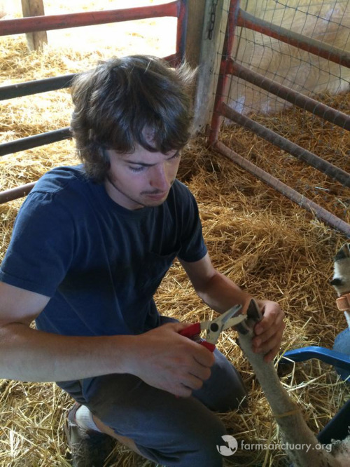 Animals of Farm Sanctuary — Happy Photography Day! Meet Luke Hess, Who...