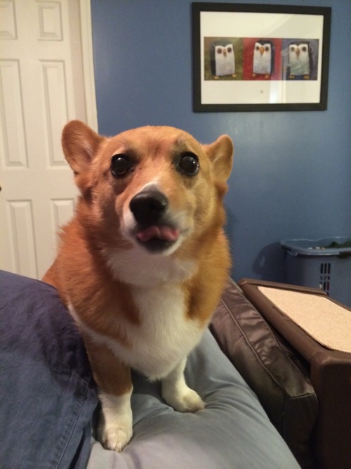 OCD: Obsessive Corgi Disorder