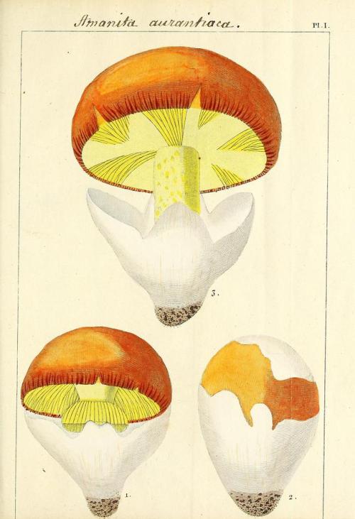 wapiti3:Traitâe sur les champignons comestibles ENGLISH Treaty...