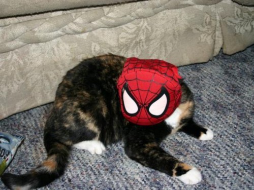 spidercat shirt