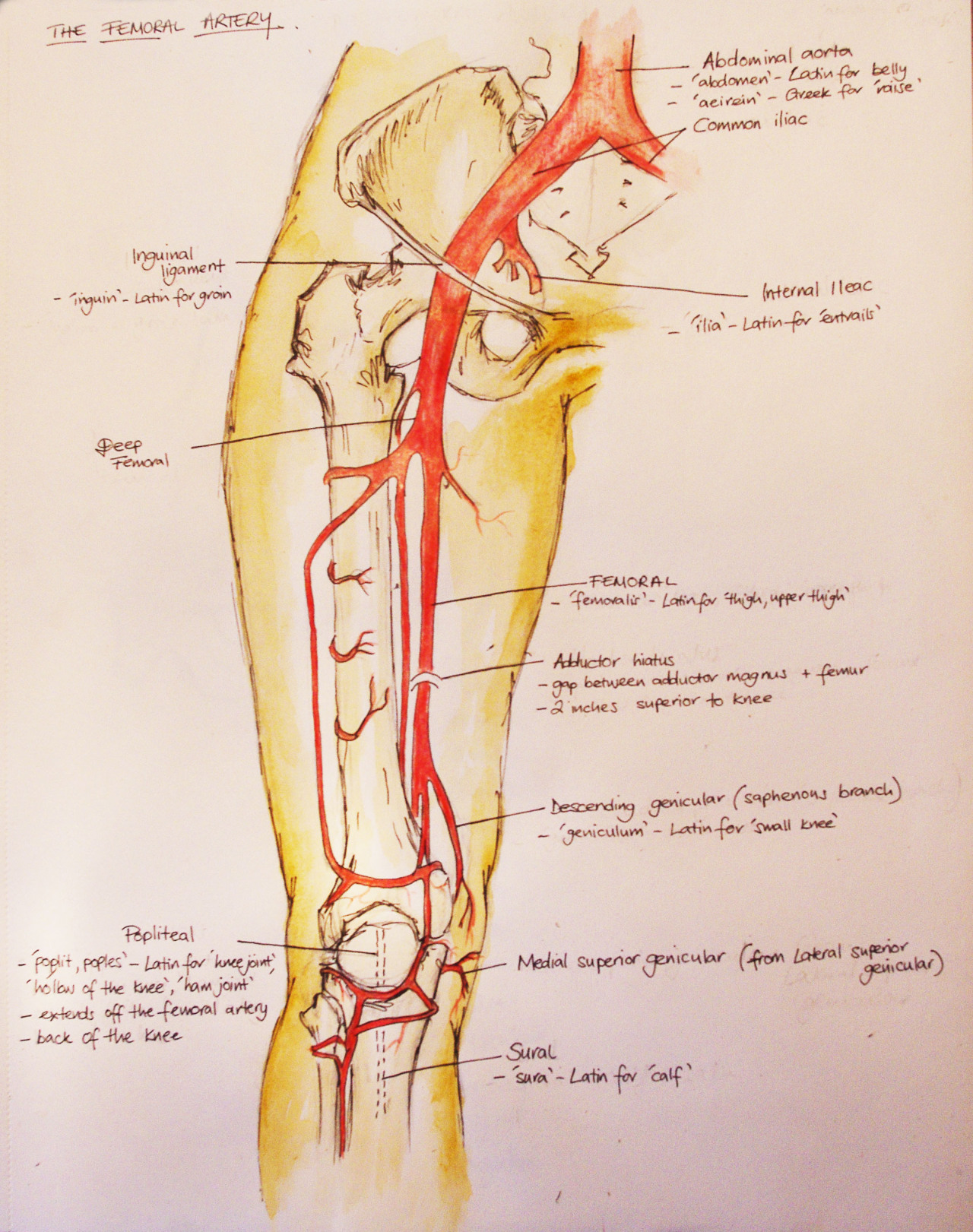 femoral-artery-and-its-branches-youtube