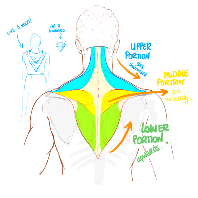 cute-ellyna learns anatomy — #19 _Torso, Trapezius (side notes) The ...