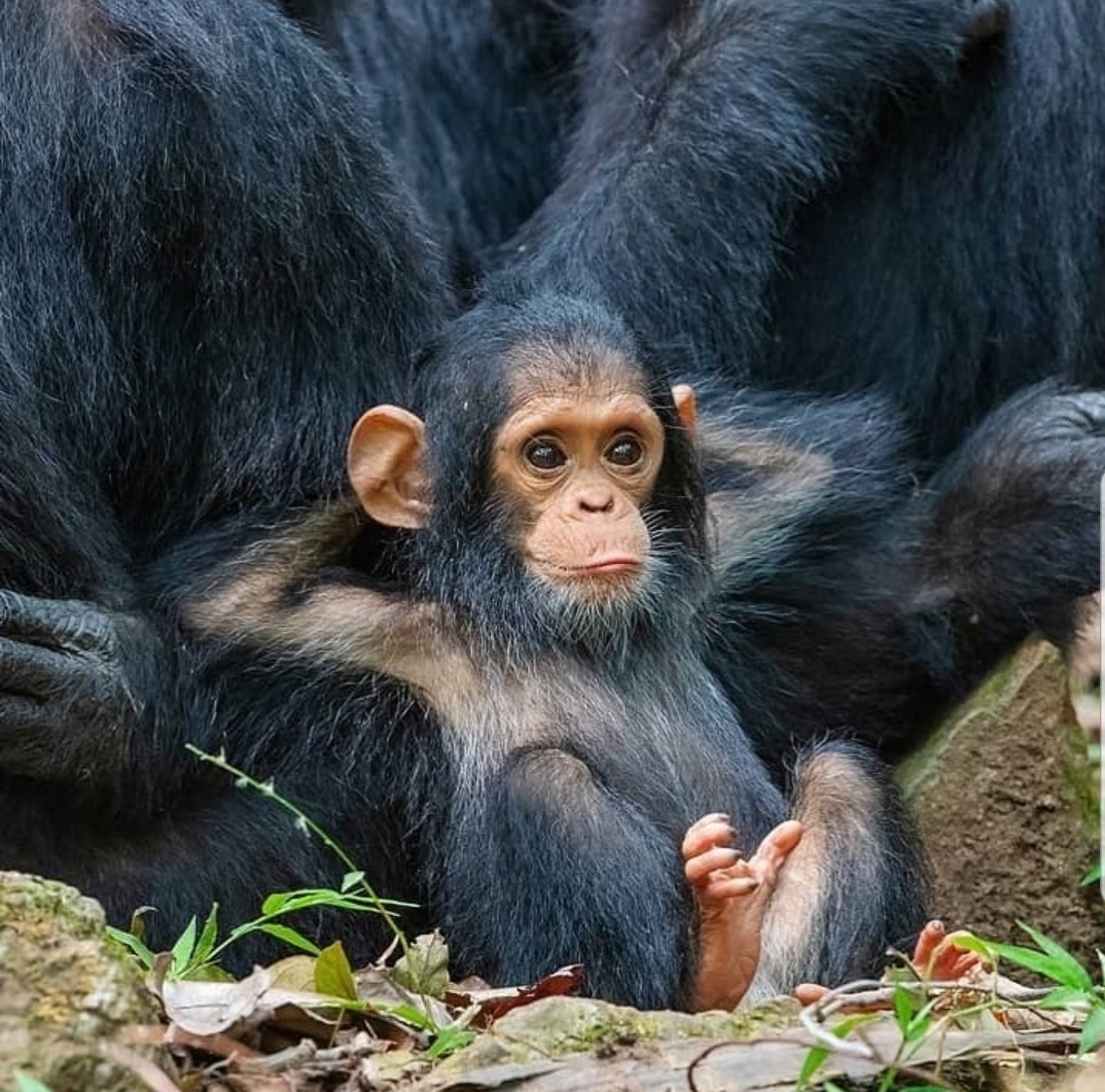  baby  chimp  on Tumblr