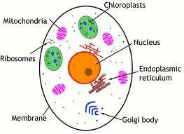 eukaryotic cells on Tumblr