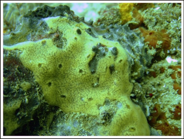 FIVE SEA SQUIRTS NEW TO SCIENCE DISCOVERED IN THE... - Marine Science ...