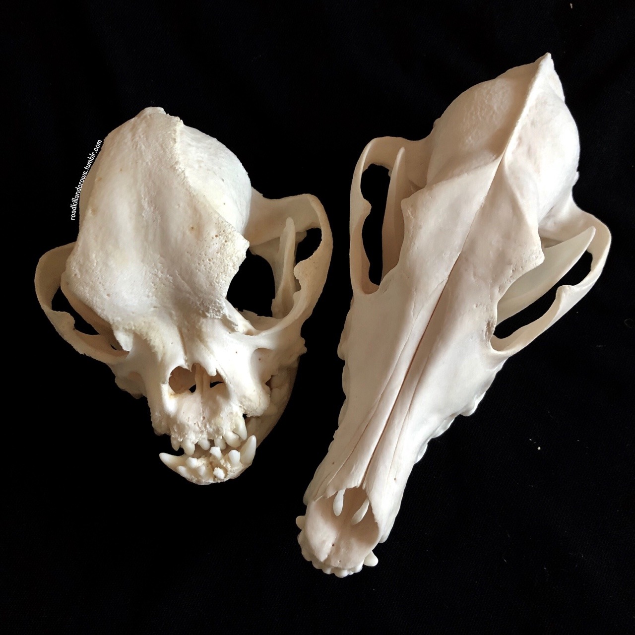 Roadkillandcrows French Bulldog And Borzoi Skull