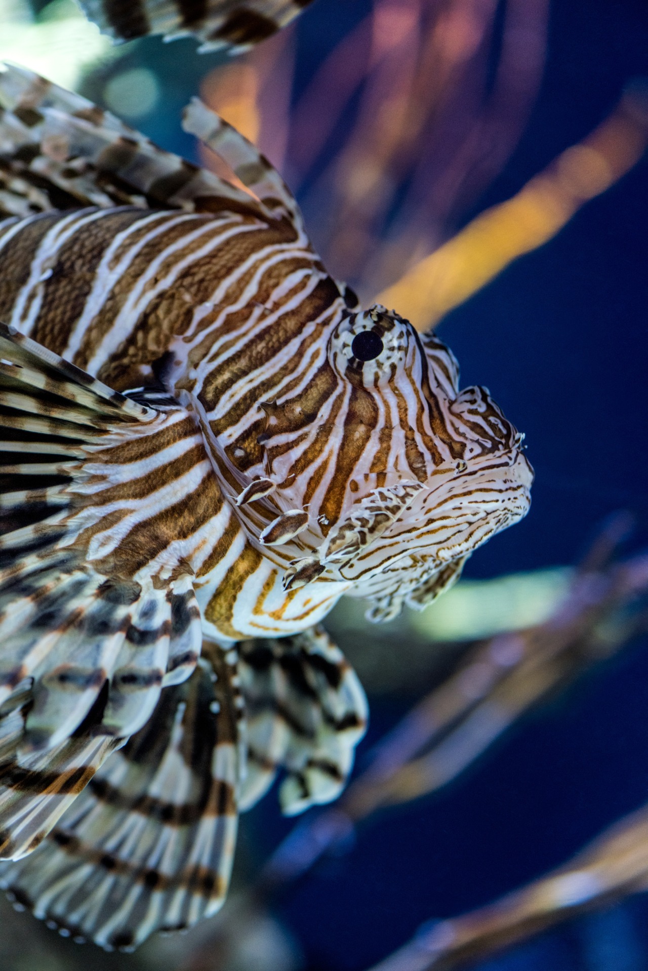 Monterey Bay Aquarium — Lionfish are fabulous and feared residents of...