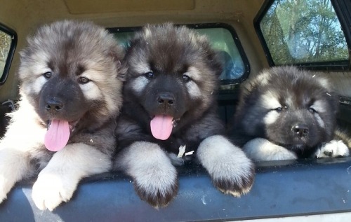 puppy puppies pupper pup dog doggo cute adorable sweet happy smile fluffy animals pet