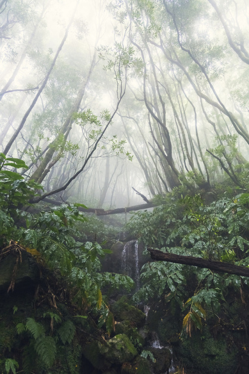 90377:Azorean jungle perfection by Josefine Karlsson