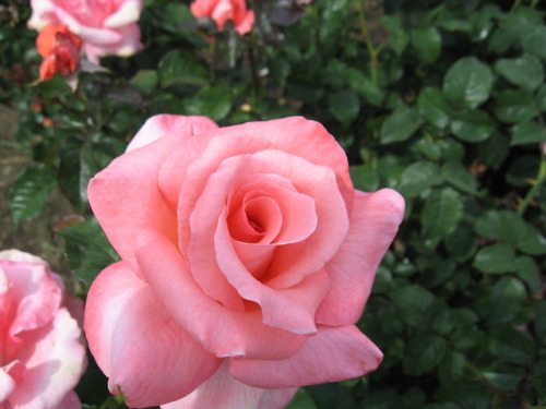 lantiquerose:Pink roses xx